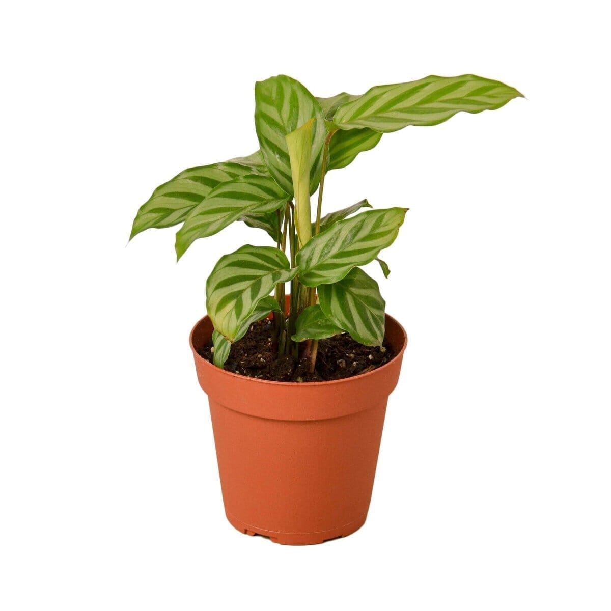 Calathea Concinna 'Freddie'-Indoor Plants-Trendy Gardener