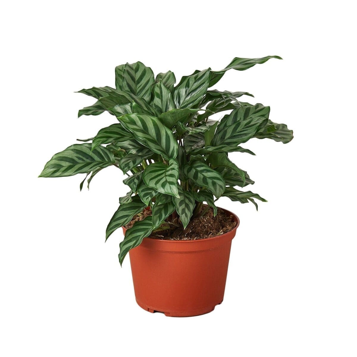 Calathea Concinna 'Freddie'-Indoor Plants-Trendy Gardener