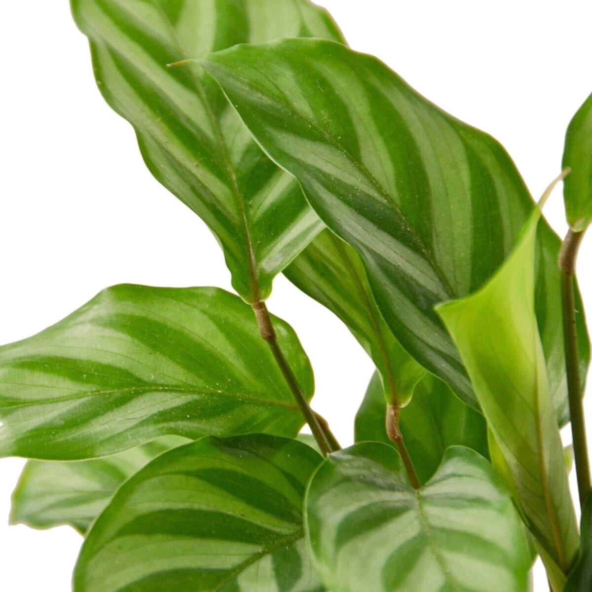 Calathea Concinna 'Freddie'-Indoor Plants-Trendy Gardener