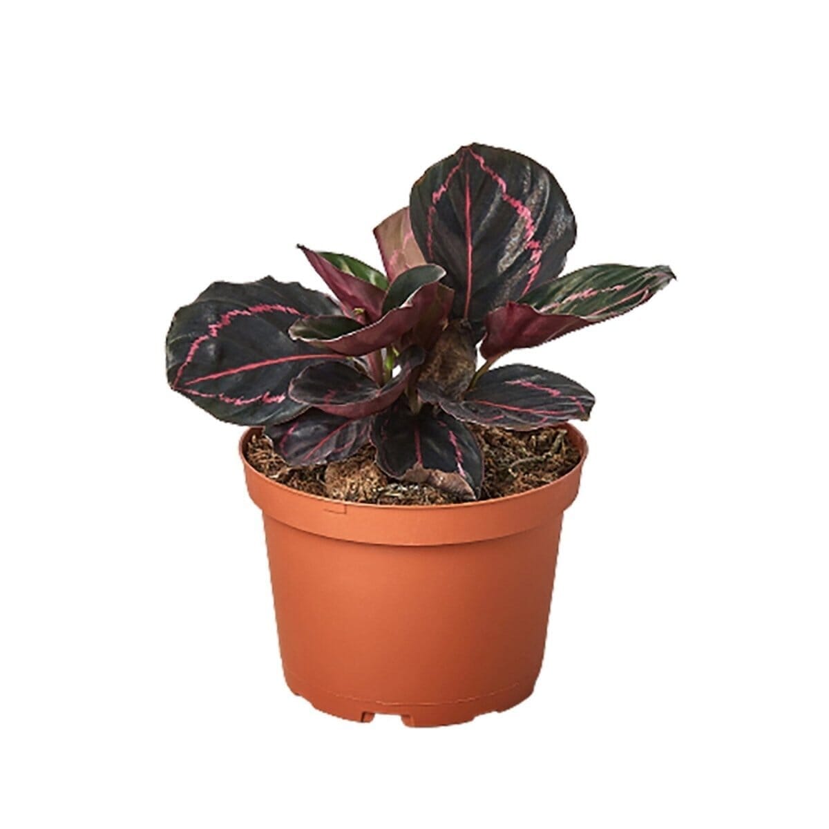 Calathea 'Dottie'-4" Plant-Trendy Gardener