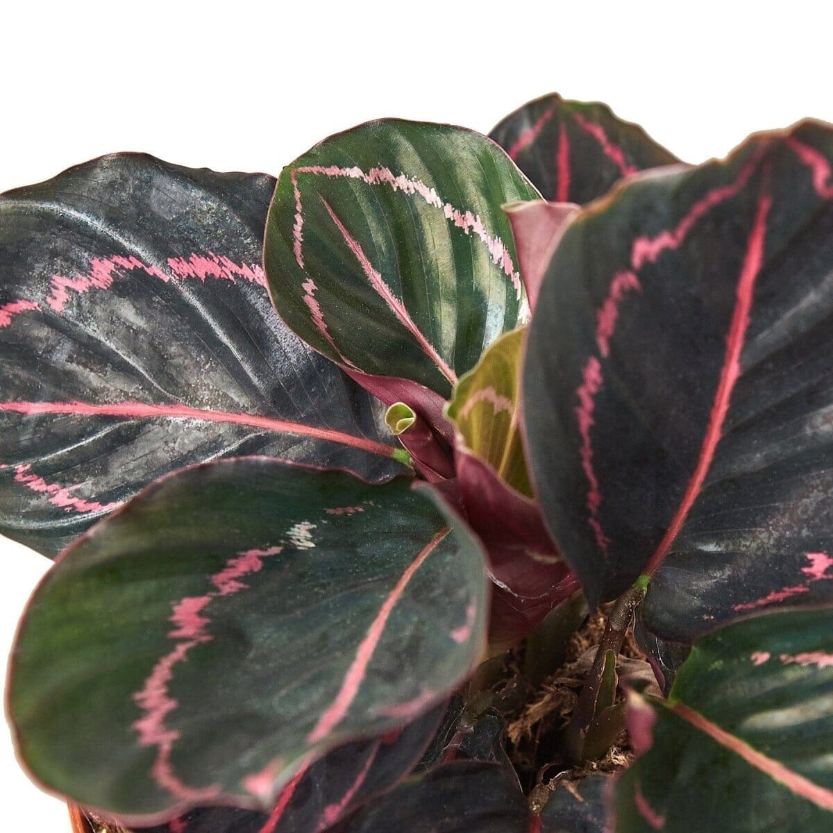 Calathea 'Dottie'-4" Plant-Trendy Gardener