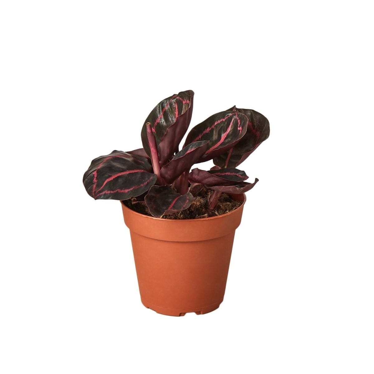 Calathea 'Dottie'-4" Plant-Trendy Gardener