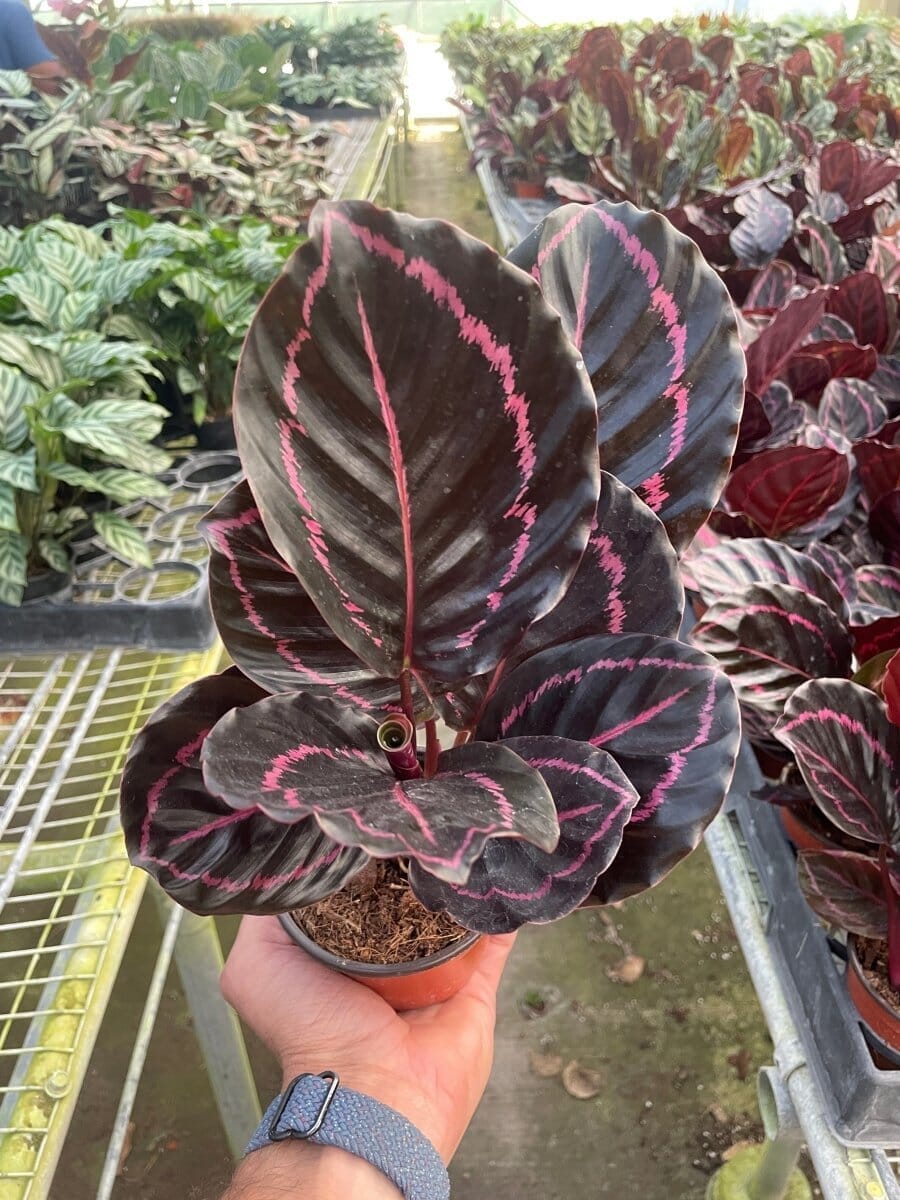 Calathea 'Dottie'-4" Plant-Trendy Gardener