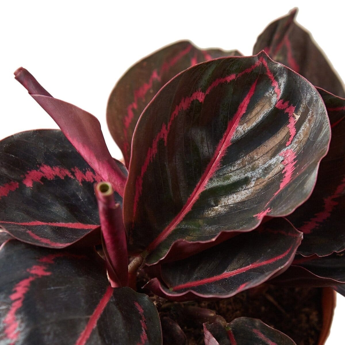 Calathea 'Dottie'-4" Plant-Trendy Gardener