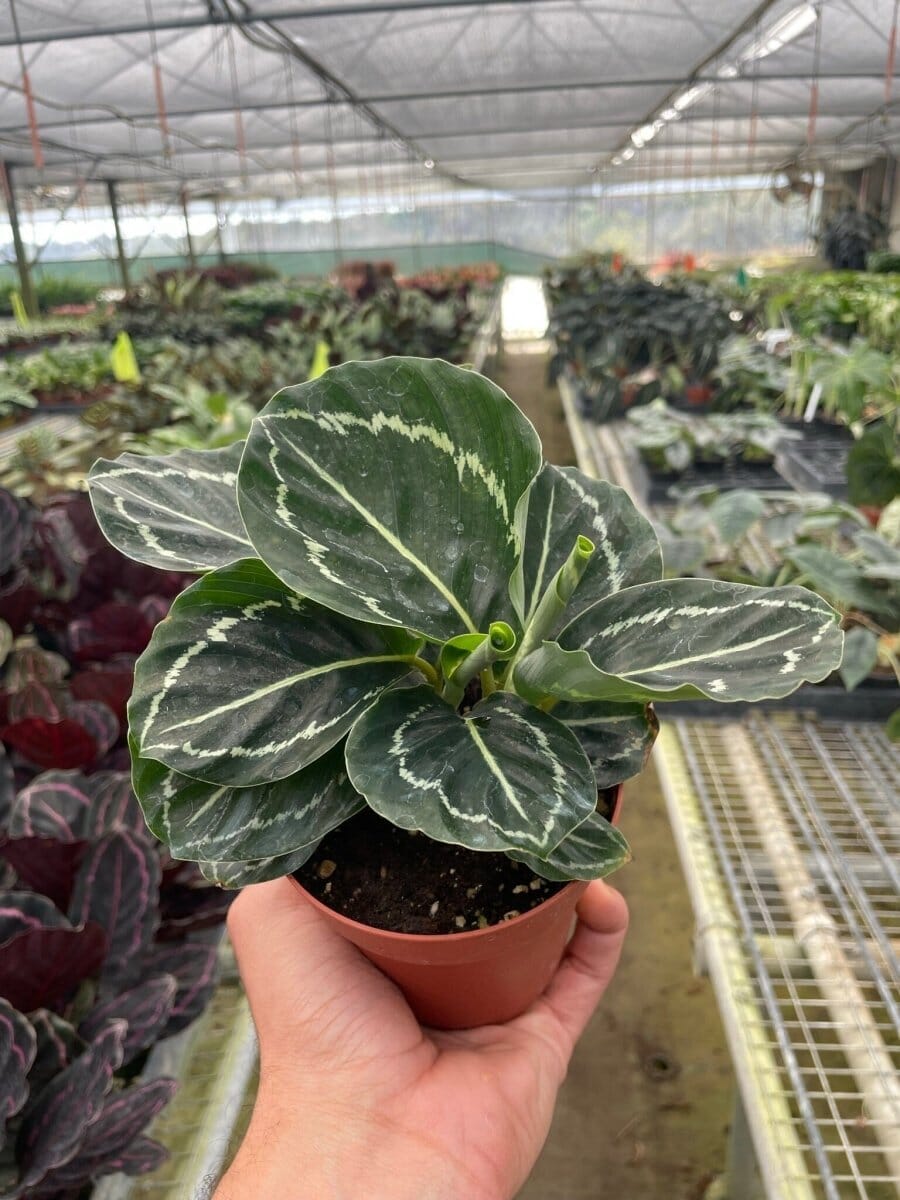 Calathea 'Green Goddess'-4" Plant-Trendy Gardener