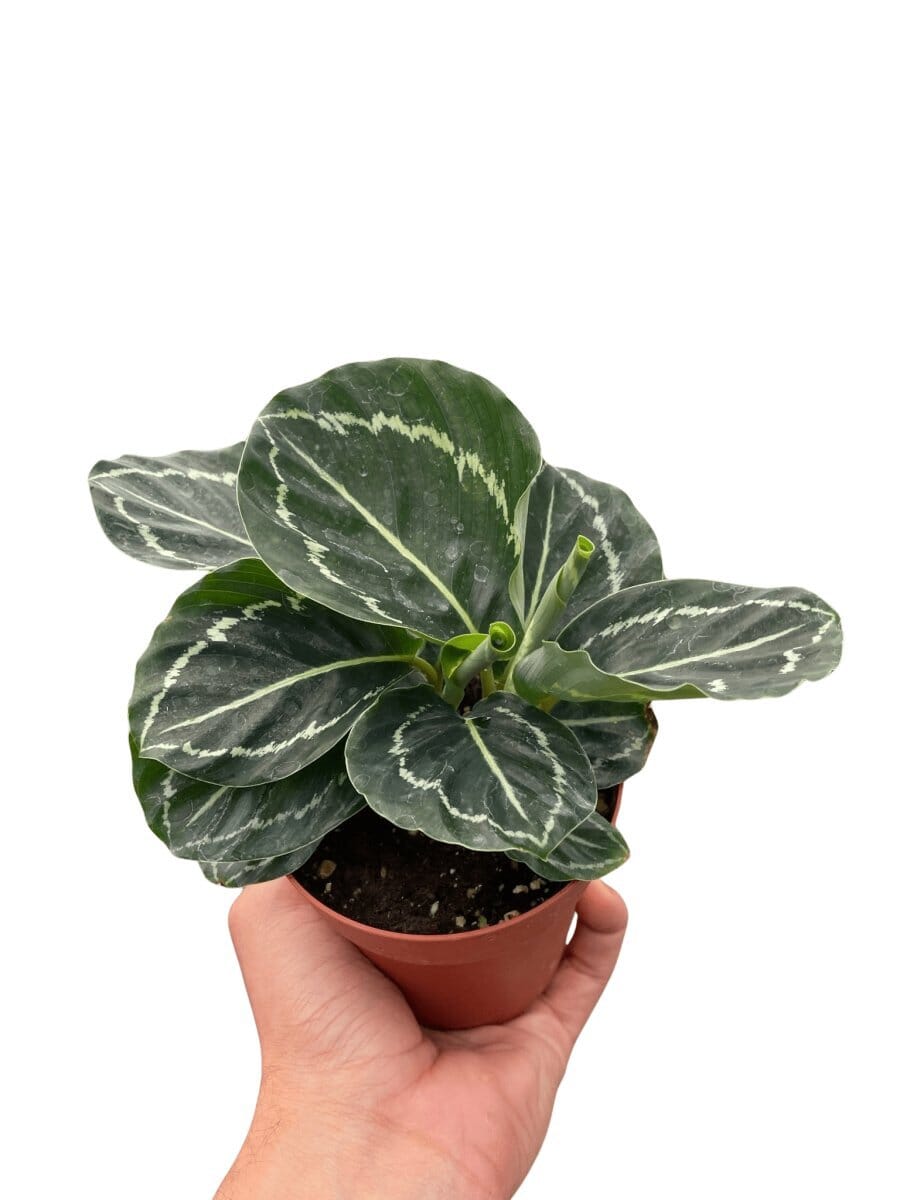 Calathea 'Green Goddess'-4" Plant-Trendy Gardener