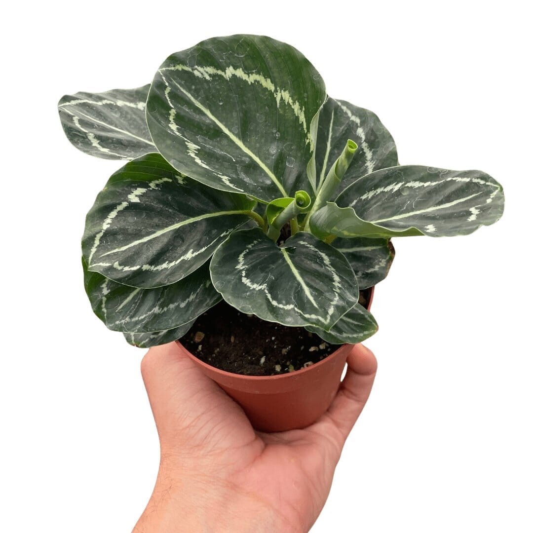 Calathea 'Green Goddess'-4" Plant-Trendy Gardener