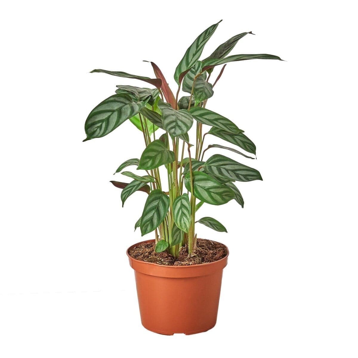 Calathea 'Grey Star'-6" Plant-Trendy Gardener