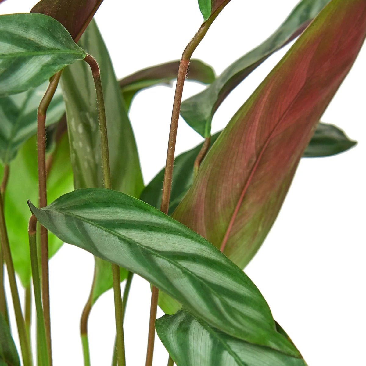 Calathea 'Grey Star'-6" Plant-Trendy Gardener