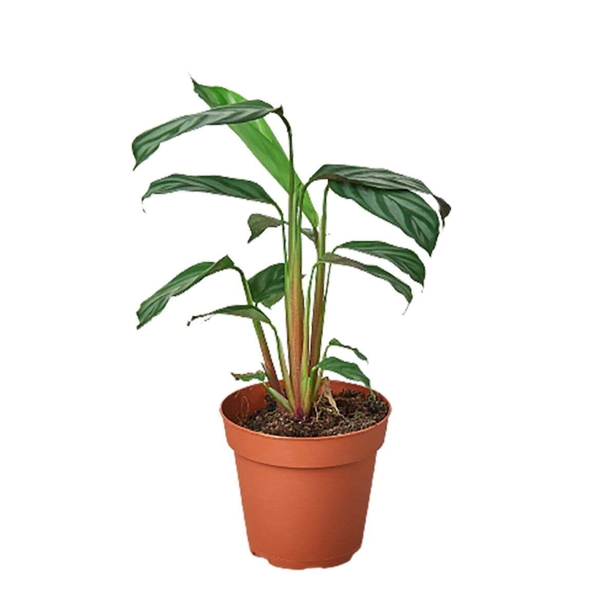 Calathea 'Grey Star'-6" Plant-Trendy Gardener