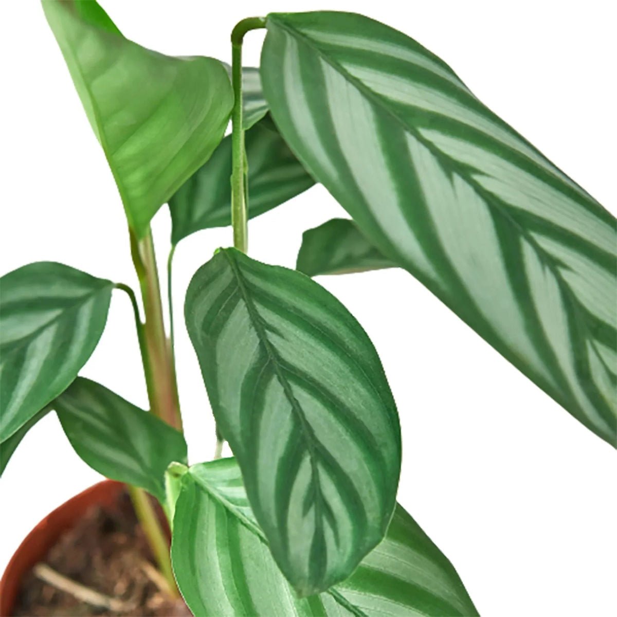 Calathea 'Grey Star'-6" Plant-Trendy Gardener