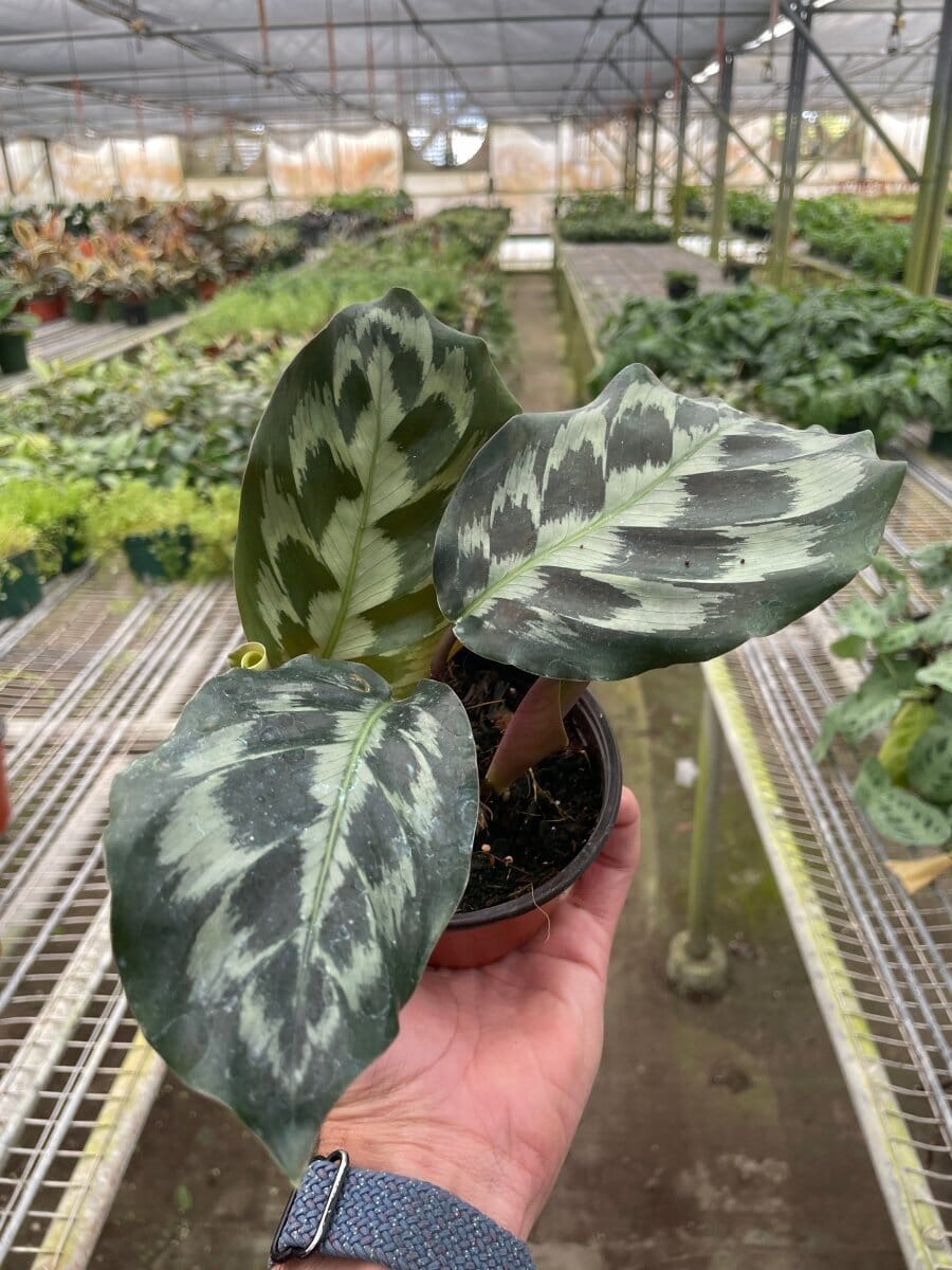 Calathea 'Kennedy'-Indoor Plants-Trendy Gardener