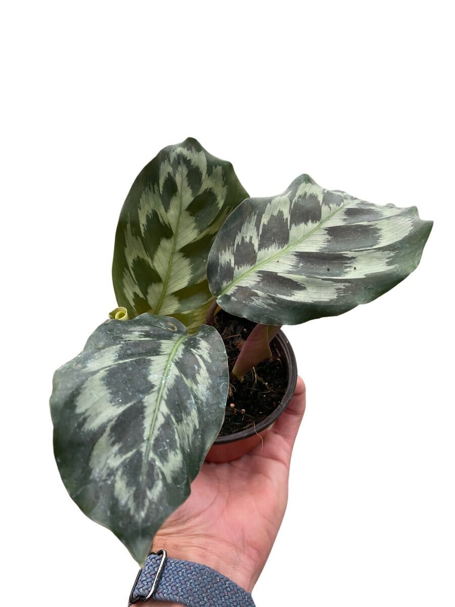 Calathea 'Kennedy'-Indoor Plants-Trendy Gardener