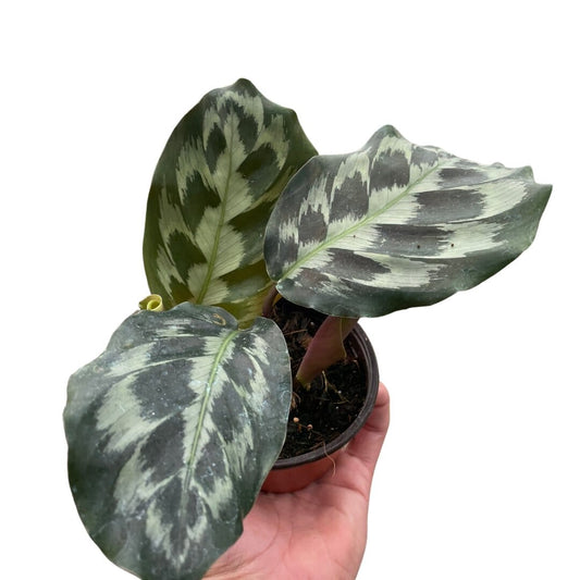 Calathea 'Kennedy'-Indoor Plants-Trendy Gardener