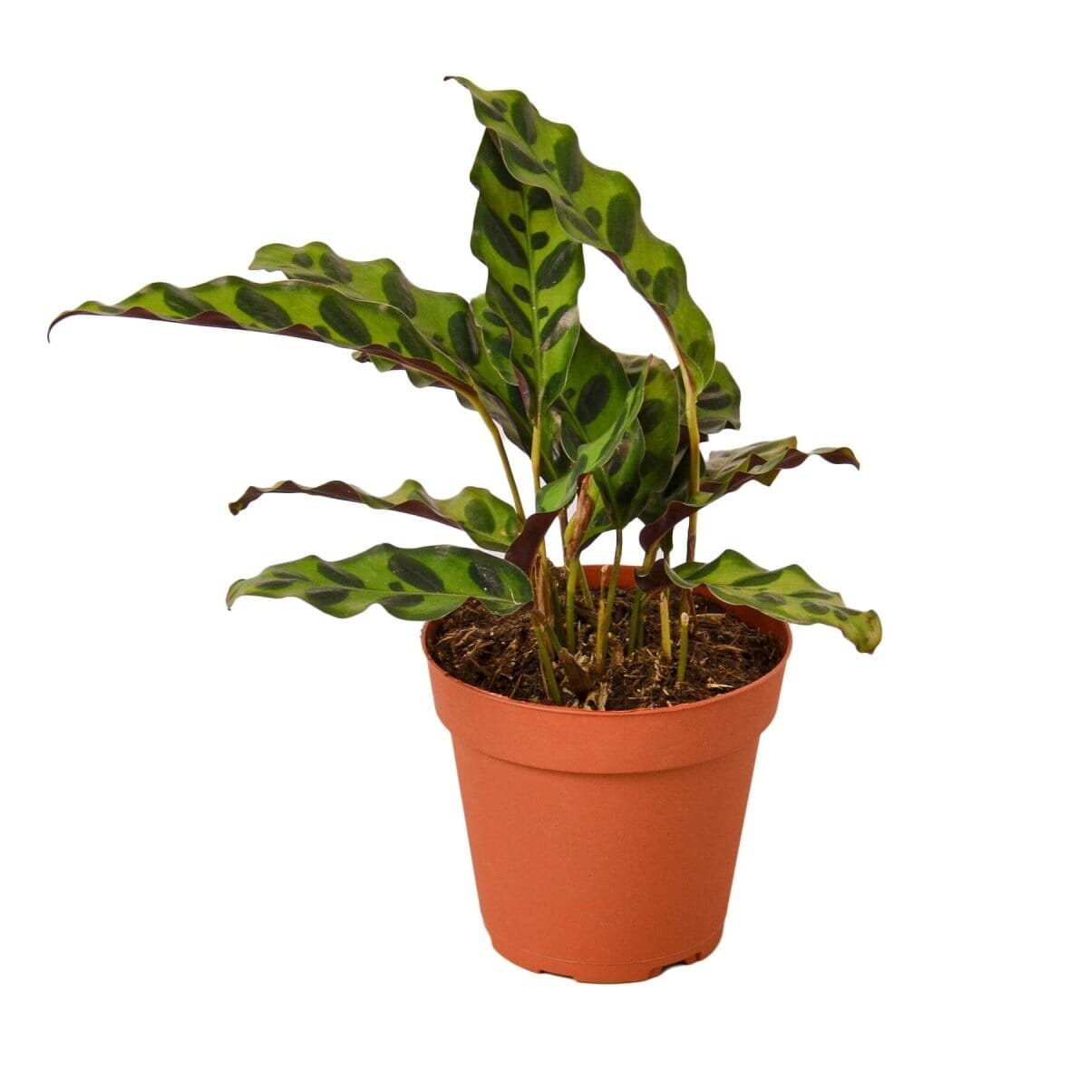 Calathea Lancifolia 'Rattlesnake'-Indoor Plants-Trendy Gardener