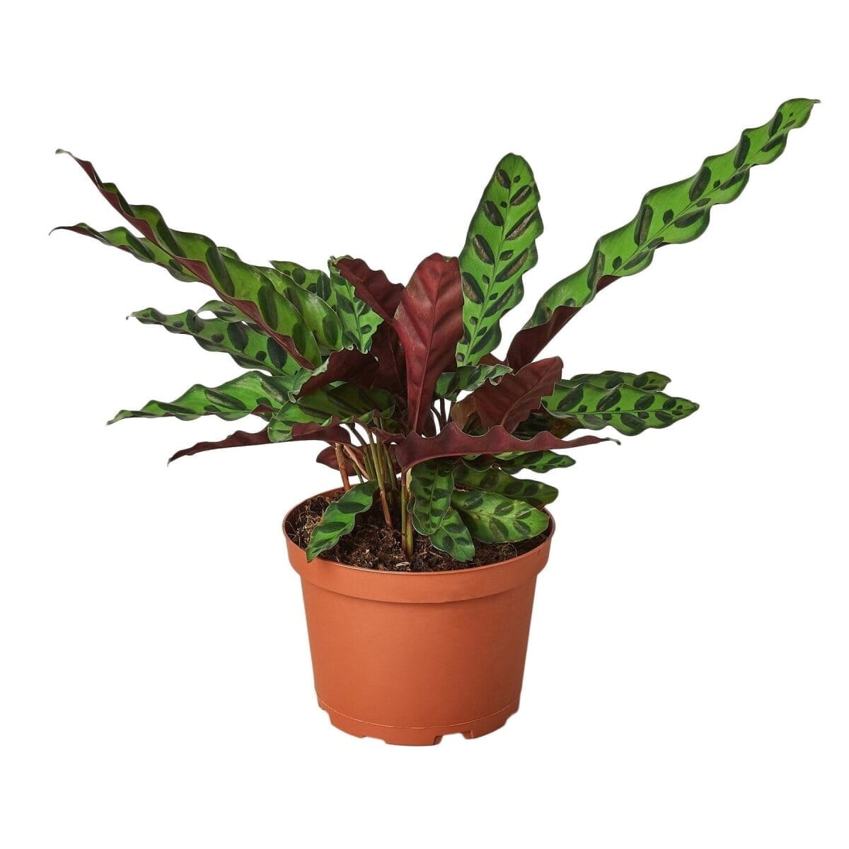 Calathea Lancifolia 'Rattlesnake'-Indoor Plants-Trendy Gardener