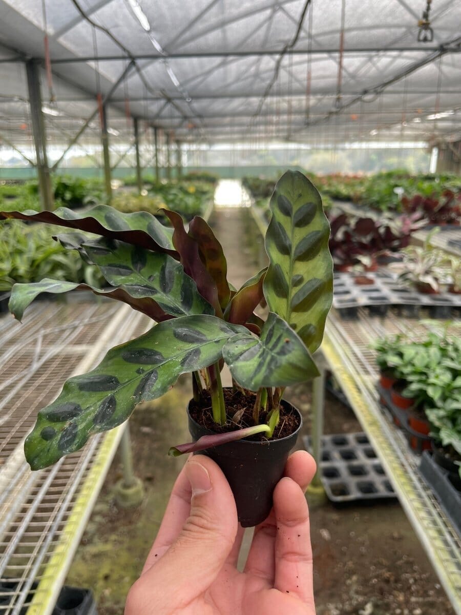 Calathea Lancifolia 'Rattlesnake'-Indoor Plants-Trendy Gardener