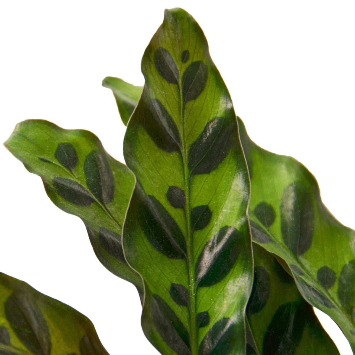 Calathea Lancifolia 'Rattlesnake'-Indoor Plants-Trendy Gardener