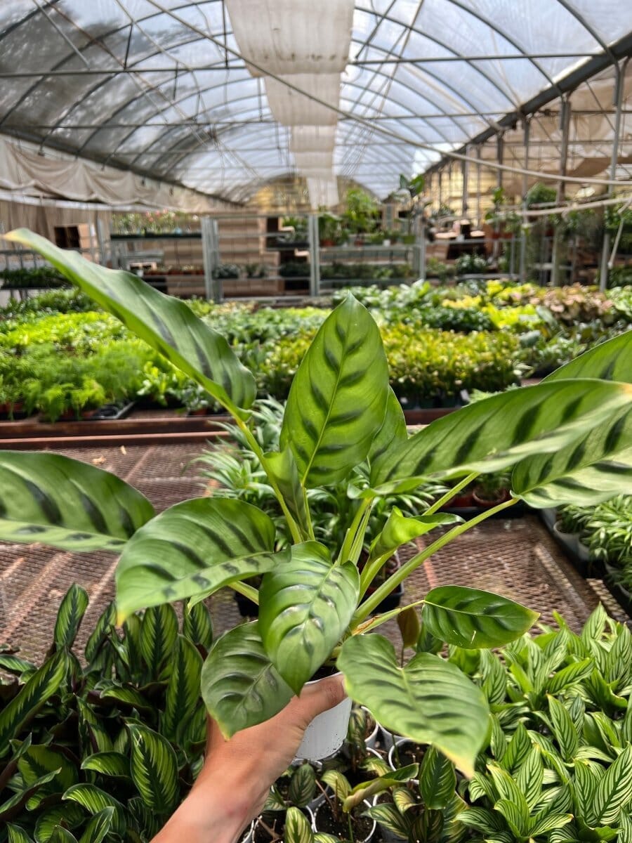 Calathea Leopardina-Indoor Plants-Trendy Gardener