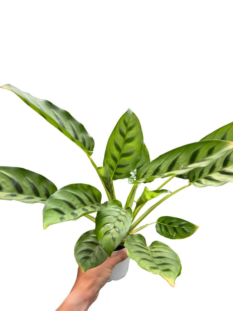 Calathea Leopardina-Indoor Plants-Trendy Gardener