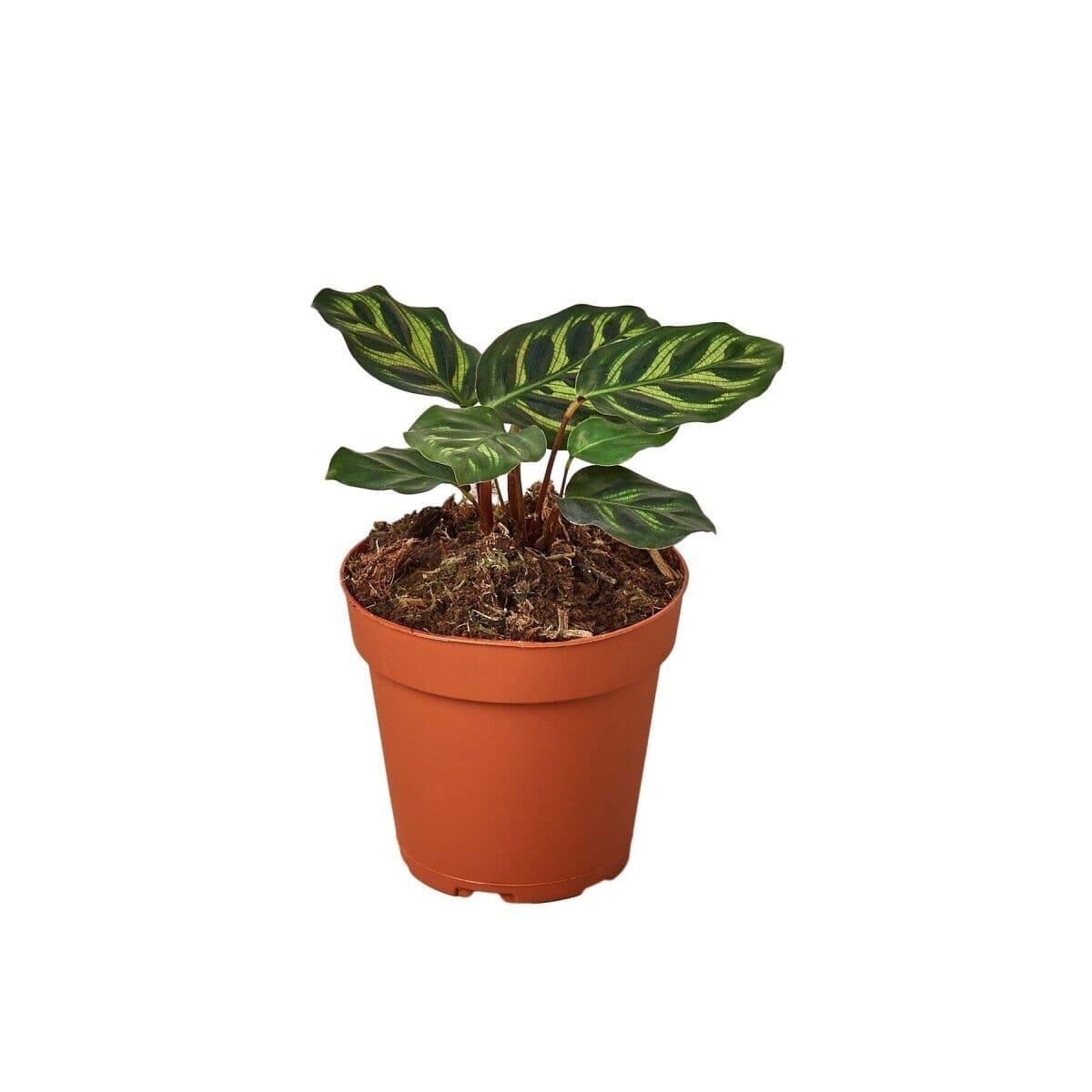 Calathea 'Makoyana'-4" Plant-Trendy Gardener