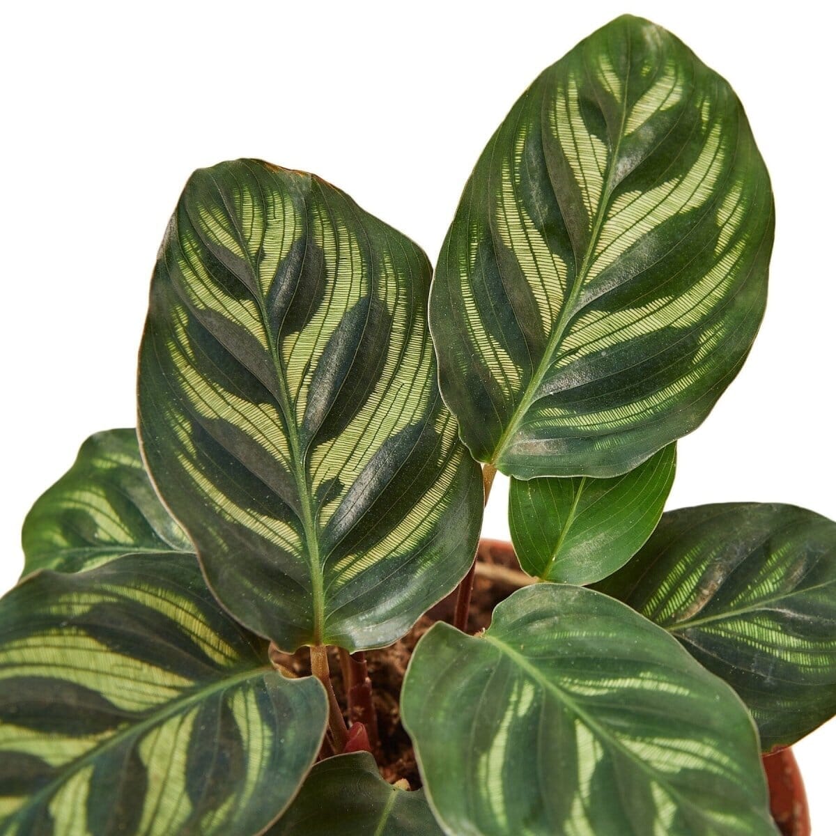 Calathea 'Makoyana'-4" Plant-Trendy Gardener