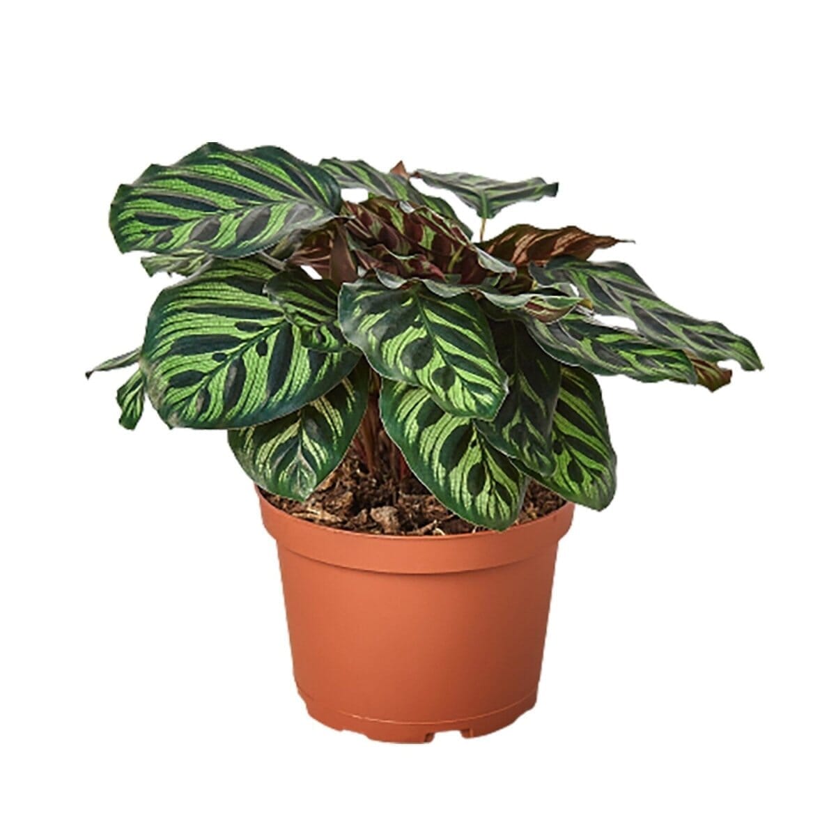 Calathea 'Makoyana'-4" Plant-Trendy Gardener