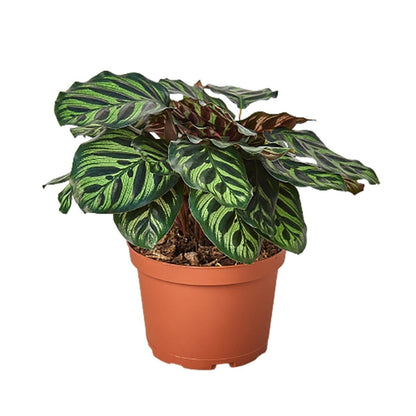 Calathea 'Makoyana'-4" Plant-Trendy Gardener