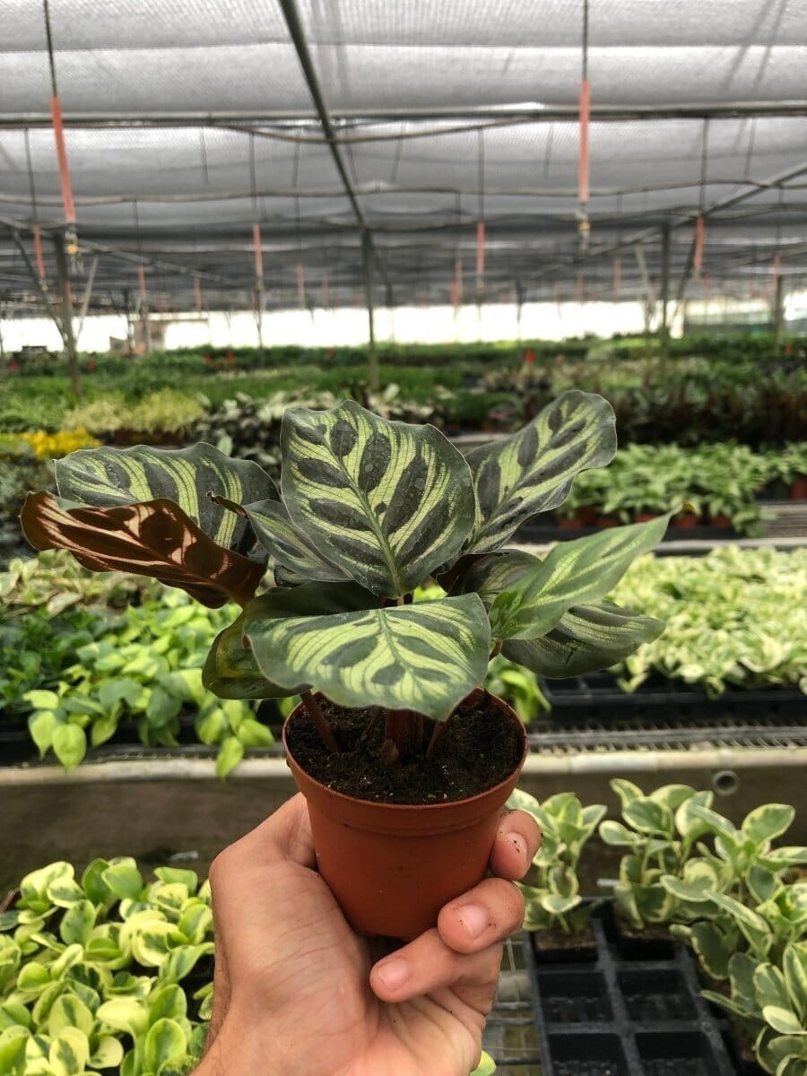 Calathea 'Makoyana'-4" Plant-Trendy Gardener