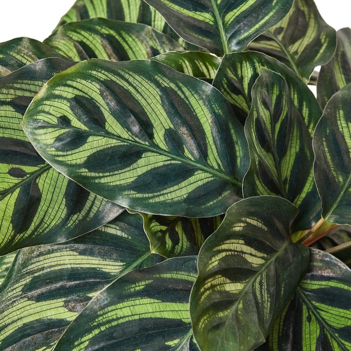 Calathea 'Makoyana'-4" Plant-Trendy Gardener