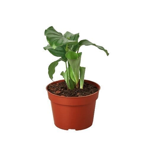 Calathea 'Orbifolia'-Indoor Plants-Trendy Gardener