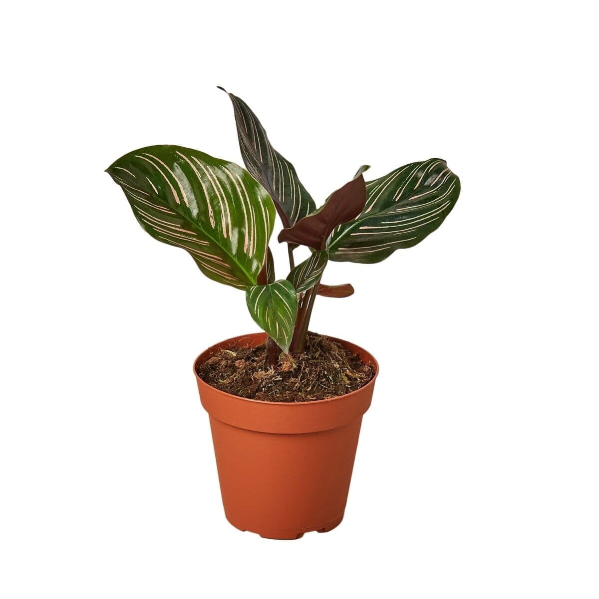 Calathea 'Ornata'-Indoor Plants-Trendy Gardener