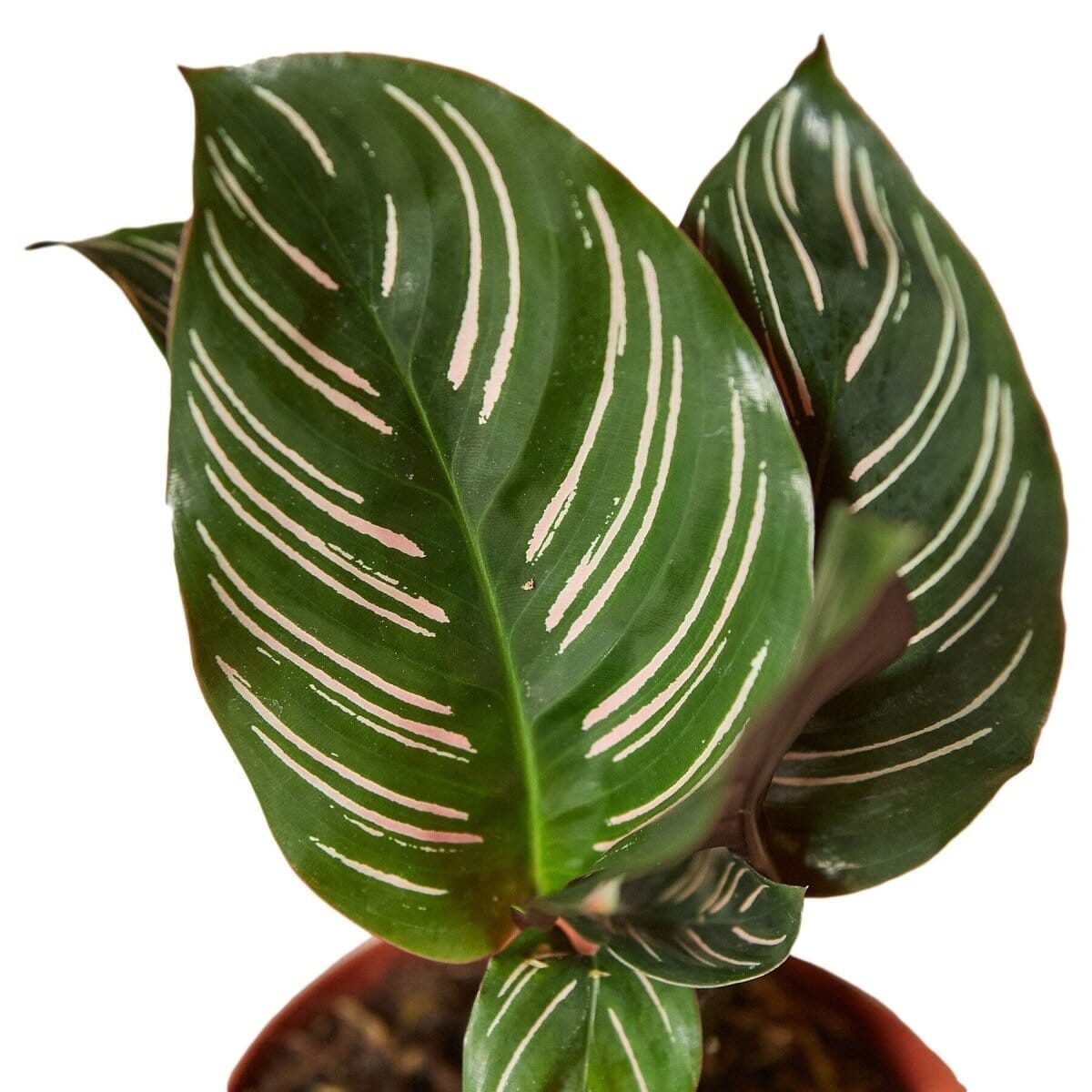 Calathea 'Ornata'-Indoor Plants-Trendy Gardener