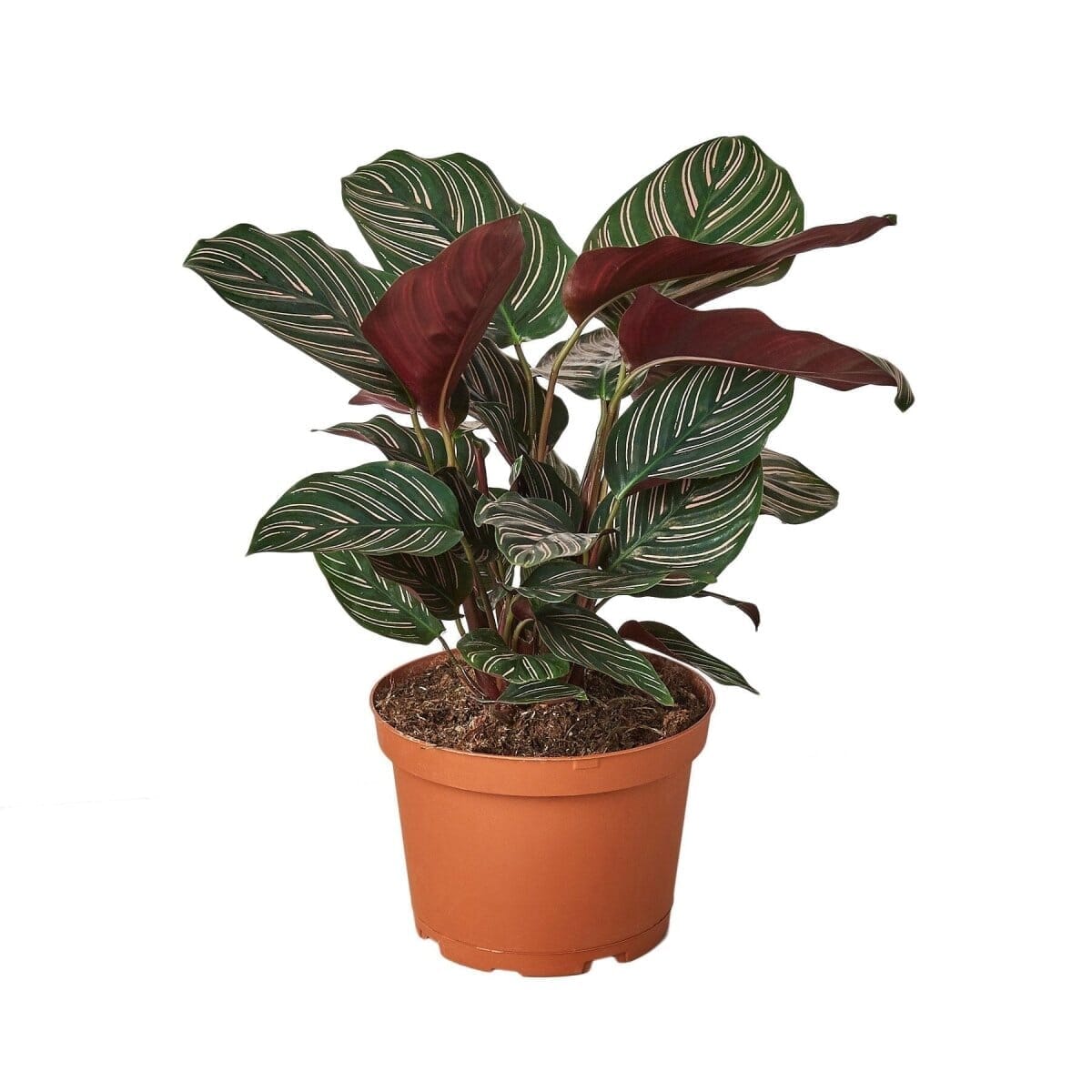 Calathea 'Ornata'-Indoor Plants-Trendy Gardener