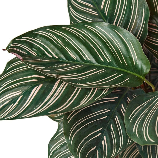 Calathea 'Ornata'-Indoor Plants-Trendy Gardener