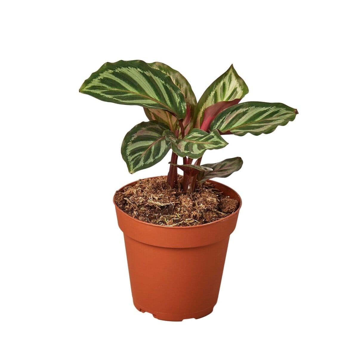 Calathea 'Peacock'-4" Plant-Trendy Gardener