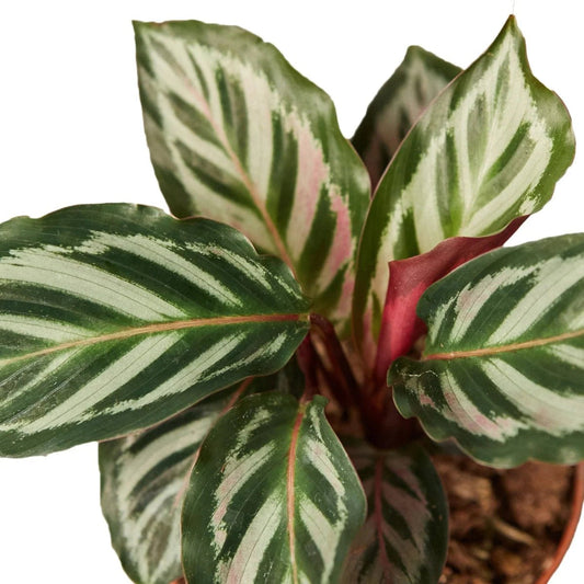 Calathea 'Peacock'-4" Plant-Trendy Gardener