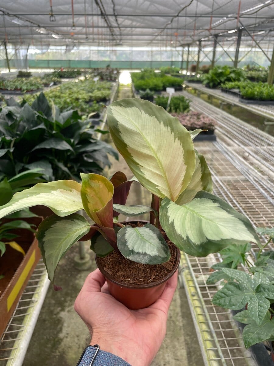 Calathea 'Picturata'-Indoor Plants-Trendy Gardener