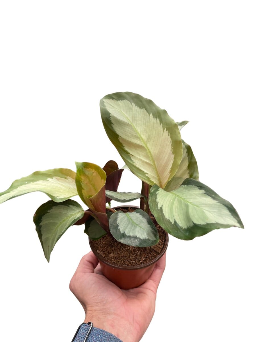 Calathea 'Picturata'-Indoor Plants-Trendy Gardener