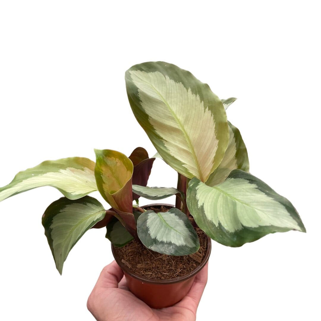 Calathea 'Picturata'-Indoor Plants-Trendy Gardener