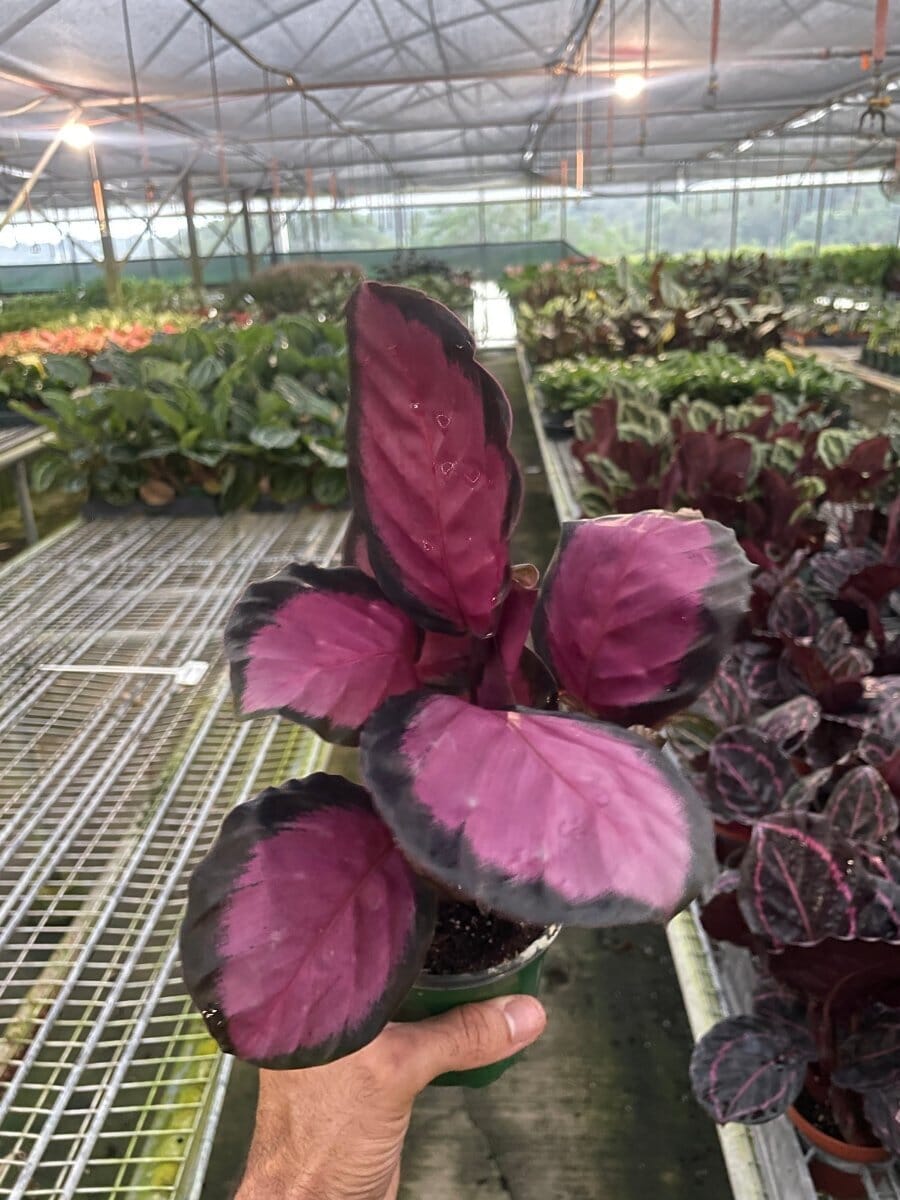 Calathea 'Purple Rose'-Indoor Plants-Trendy Gardener