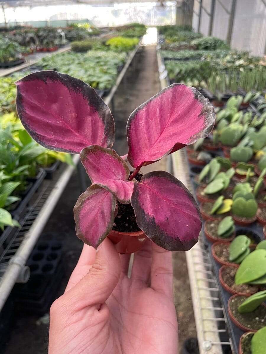 Calathea 'Purple Rose'-Indoor Plants-Trendy Gardener