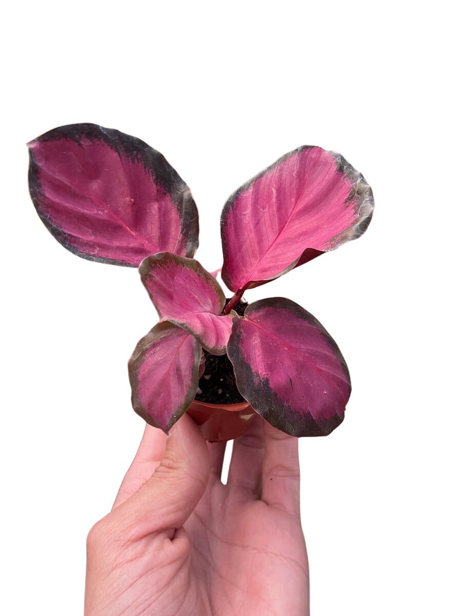 Calathea 'Purple Rose'-Indoor Plants-Trendy Gardener