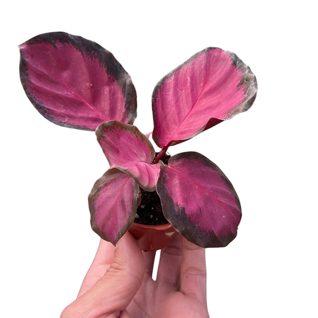 Calathea 'Purple Rose'-Indoor Plants-Trendy Gardener