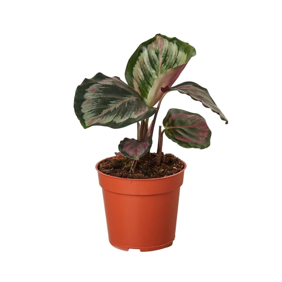 Calathea Roseopicta 'Medallion' II - 4" Pot-Indoor Plants-Trendy Gardener