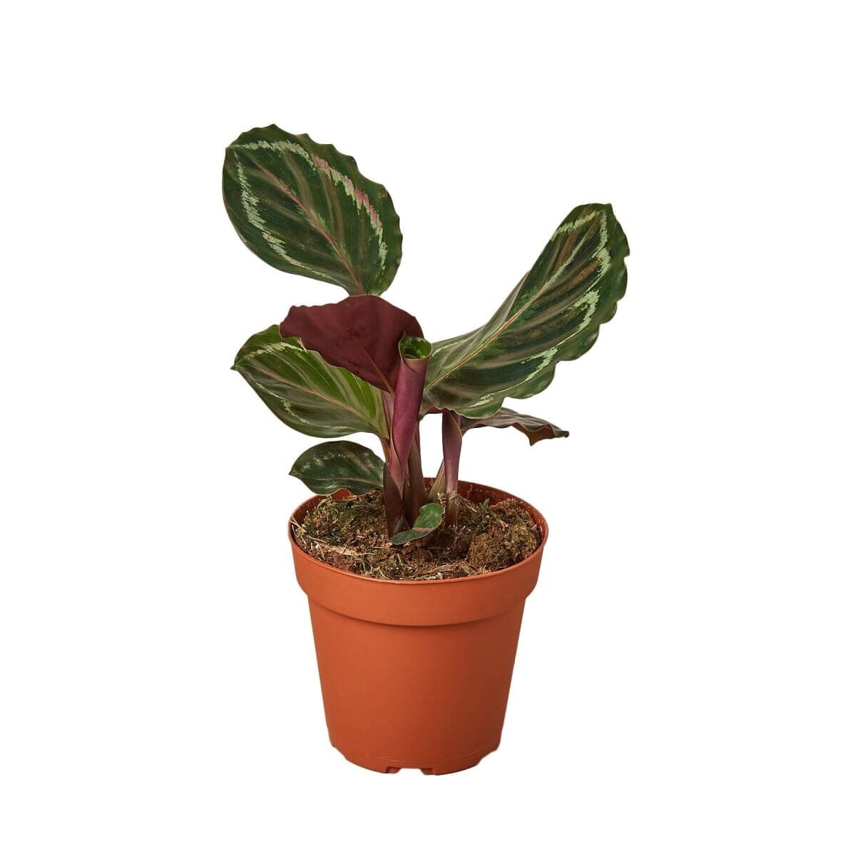 Calathea Roseopicta 'Medallion'-Indoor Plants-Trendy Gardener