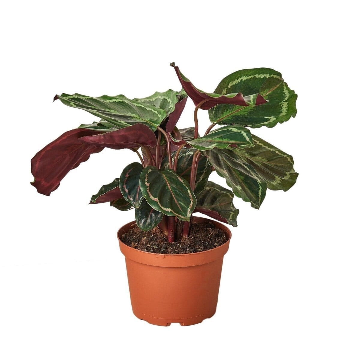 Calathea Roseopicta 'Medallion'-Indoor Plants-Trendy Gardener