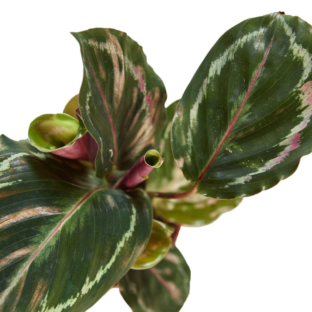 Calathea Roseopicta 'Medallion'-Indoor Plants-Trendy Gardener