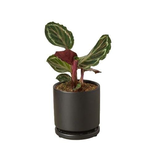 Calathea Roseopicta 'Medallion'-Indoor Plants-Trendy Gardener