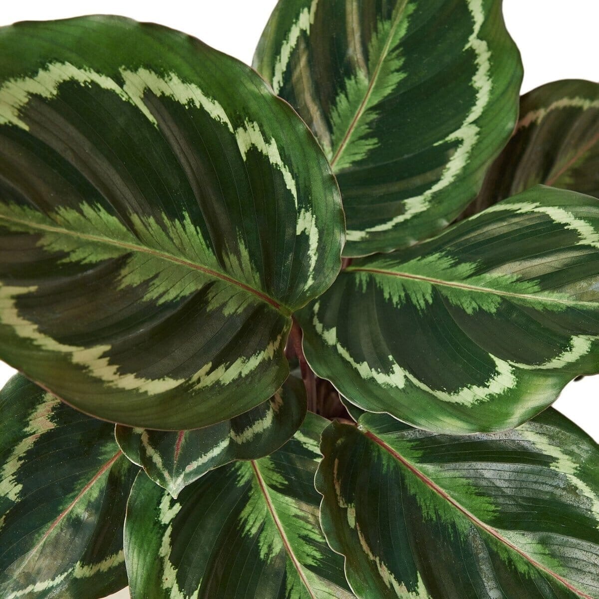 Calathea Roseopicta 'Medallion'-Indoor Plants-Trendy Gardener